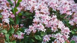 How to Grow Hawthorn