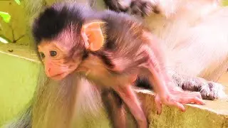 Gentle Moments with Baby Monkey | Pure Relaxation and Calm