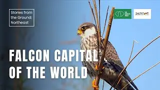 Мировая столица соколов: амурский сокол Нагаленда | THT Films