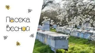 Пасека весной / пчела весна  2019