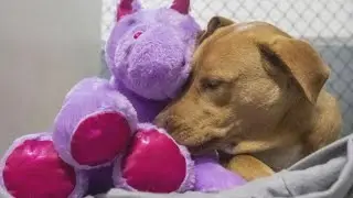 Stray Dog Befriends a Unicorn