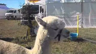 Squeaky Alpaca