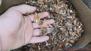 Semi-Automatic Pecan Shelling