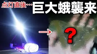 石垣島でライト点けたら化け物飛んできた…！【ライトトラップ】