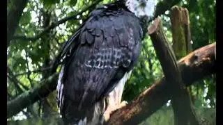 Sound of the Harpy Eagle (Weltvogelpark Walsrode)