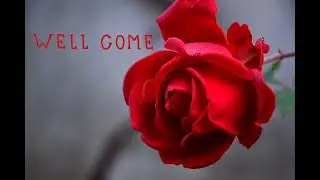 ROSE Flower HD Pictures | Wallpapers | Display Picture | DP | Whatsapp Status | #shorts