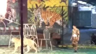 Thai Tiger Jumps through Flaming Hoops