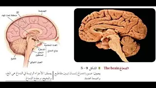تنظيم الجهاز العصبي