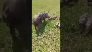 Porca parida e seus leit&otilde;es! 🐖🐖