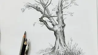 Tree drawing with pencil