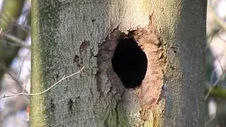 Vroege Vogels - Grote bonte specht en zwarte specht ruzi&euml;n om boomholte