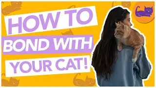 How To Make Your Cat Trust and Like you - BONDING TIPS
