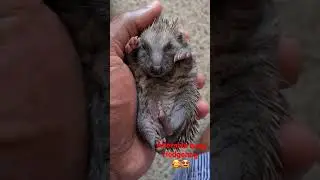 Adorable baby Hedgehog likes to sleep in my hand.😘
