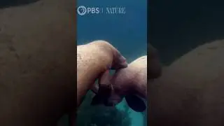 West african manatee