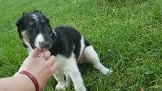 6 Week Borzoi Pups