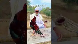 The word greatest Teacher international oustad Ahmad khan#aseelmurga #mianwaliaseels #rooster