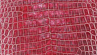 Niloticus Millennium  Red Metallic 32 to 34cm  1 2mm