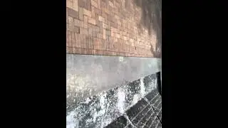 Bunny saves bird from cat! Must watch
