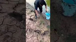 Traditional fishing technique!! eel fishing, catching eel fish by hand without harm, eel #eelfishing