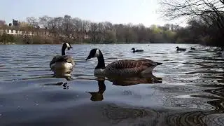 Early Spring Morning Smith's Pool Canada Geese .The Lido, Fenton, Stoke on Trent.