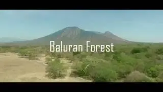 The Little Africa In Indonesia -Baluran Forest Banyuwangi