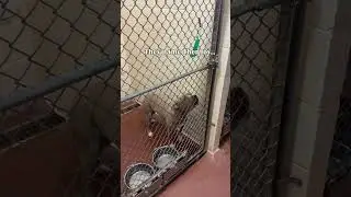 Save Joy- Henry County Animal Control McDonough ga