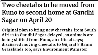 Two cheetahs to be moved from Kuno to second home at Gandhi Sagar