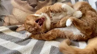 Just bringing some cat cuteness into this world | Oppa the Orange Cat