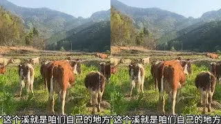 老公去接新“成员”过来，媳妇一人在家看45头牛，吓得躲角落… #农村养牛人记录农村生活 #创业三农养牛 #来跟我一起放牛 #养牛人