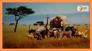 Wakazi wa Manda kaunti ya Lamu  walalamika elimu, usafiri na utalii watatizwa na wanyama pori