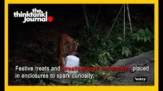 В сингапурском зоопарке Rainforest Wild Asia животных угощают праздничными лакомствами.