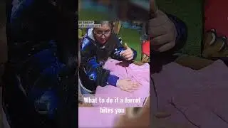 What to do if a FERRET BITES you #ferrets #shorts #shortvideo