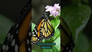 Top 3 Striking Natural Spectacles in Less Than 1 Minute | Top Trio Travels