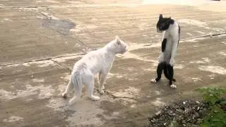 angry cobra-cat