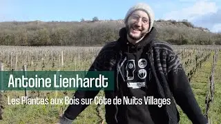 Antoine Lienhardt - Les Plantes aux Bois sur C&ocirc;tes de Nuits Villages