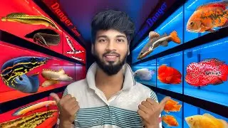 ⚠️ Aquarium Danger Zone – Are These Fish Too Risky? 😱 Chennai📍