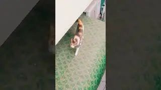 Jumping cat|Adventurous cat|