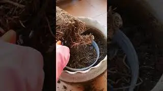 Areca Palm Repotting and Root  division #plant  #repotting #palm #youtubeshort