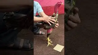 Tai phu y&ecirc;n d1 tai goldcity qua hay
