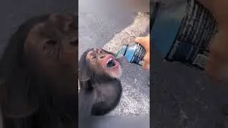the monkey's reaction when the man gives it water. #stories #funny