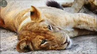 Promo VideoThornicroft Lodge &ndash; Ultimate Safari Experience in South Luangwa, Zambia