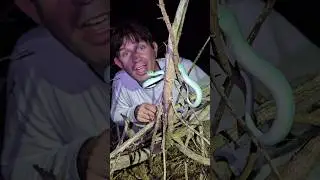 Редкая голубая гадюка в Индонезии!