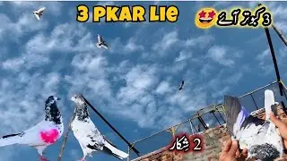 Aaj 3 Kabutar Chhat Pe Aae 😍 2 Pakar Liye 🥳 | Sheikhoo Pigeons Club