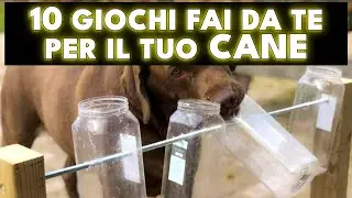 10 GIOCHI FAI DA TE PER INTRATTENERE IL TUO CANE A CASA -  WILD 🐾 LIFE