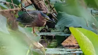 green heron