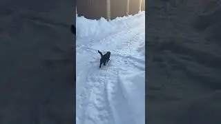 #cat #illegal #snow #cute #running #trend #trendingshorts