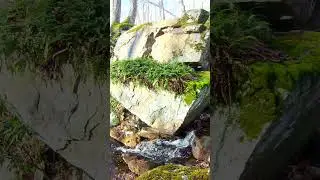 Relaxing Nature &ndash; A Forest Brook
