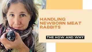Checking On One Day Old, Newborn American Chinchilla Meat Rabbit Kits