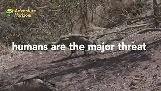Why Vultures Matter: Nature&rsquo;s Cleanup Crew & Climate Heroes