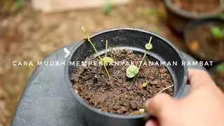 Cara Budidaya Tanaman Rambat Dollar Dinding